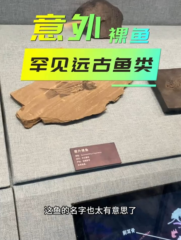 古生物化石:这鱼的名字真好记