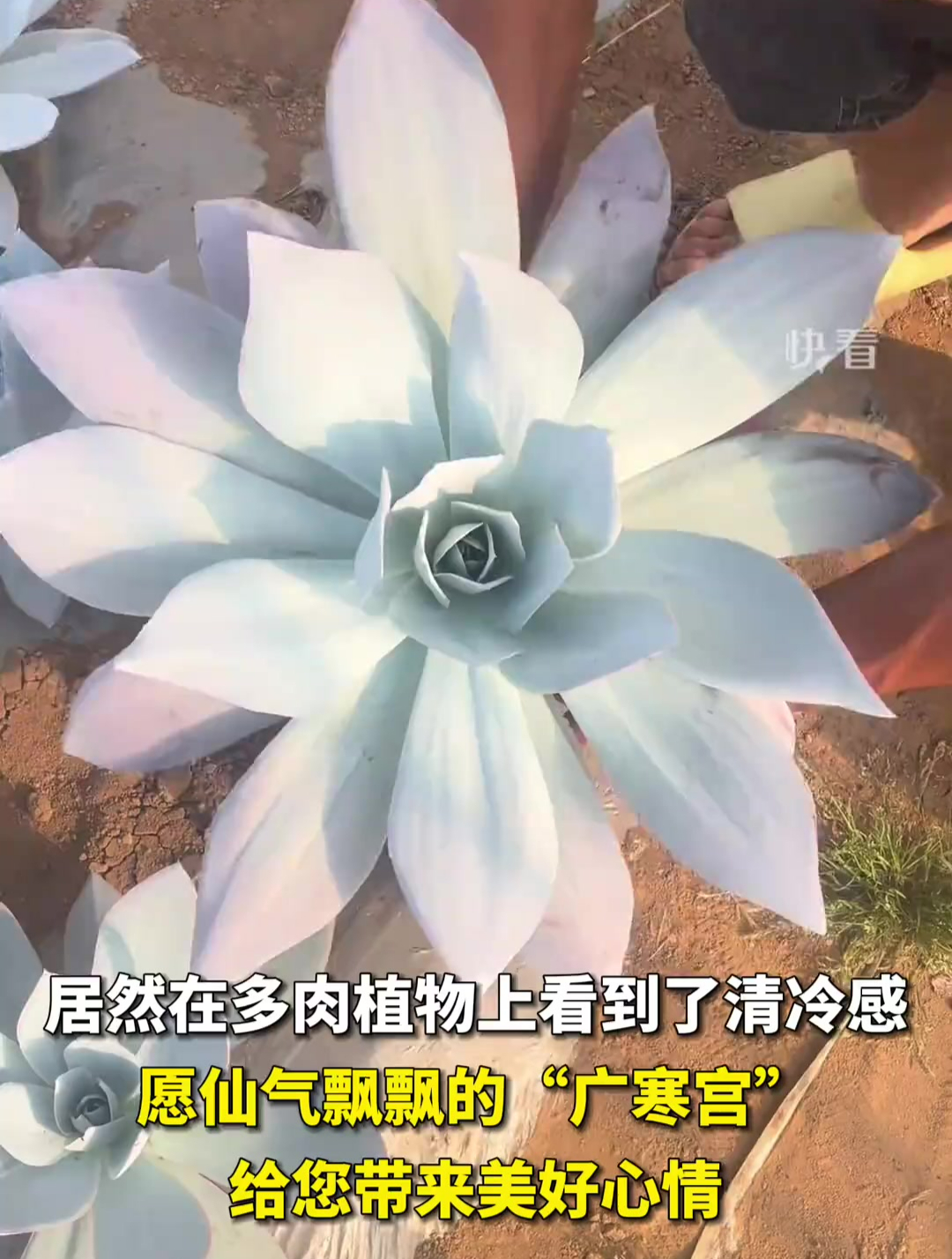 居然在多肉植物上看到了清冷感。愿仙气飘飘的“广寒宫”,给您带来美好心情