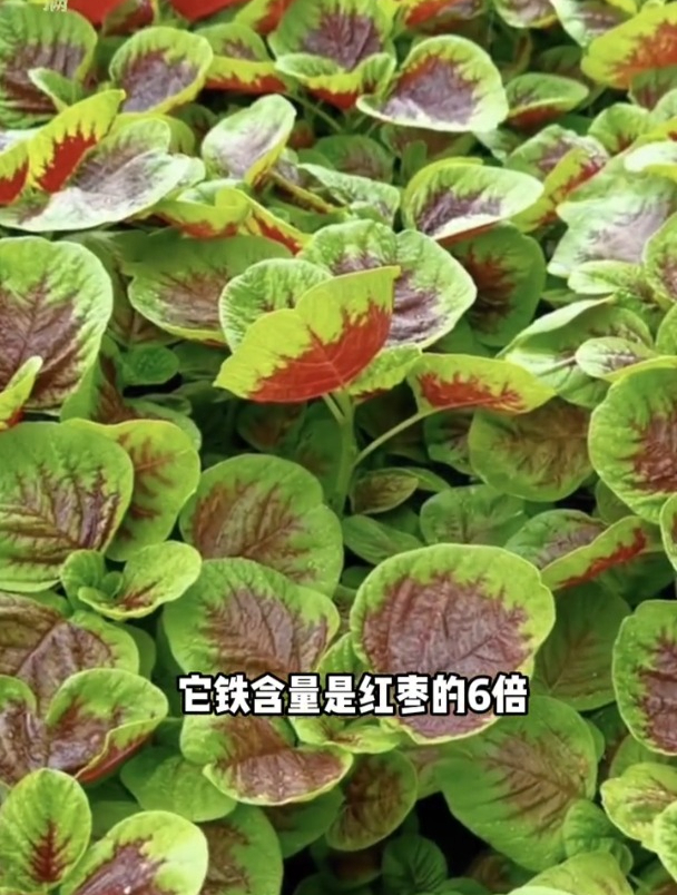苋菜又称“长寿菜”,营养高用途广泛,盆栽种一次还能多茬采收!