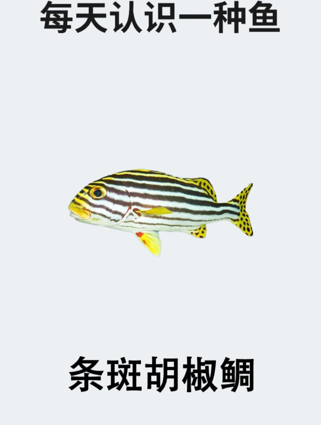每天认识一种鱼之条斑胡椒鲷