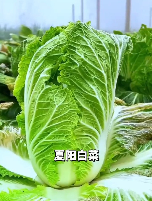 新品种白菜,耐热耐高温,夏季也能种