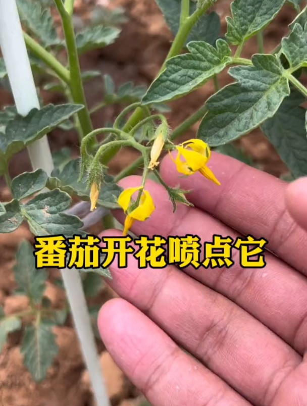 番茄长出小花苞,及时补充磷二肥,催花促果为后期增产做准备!