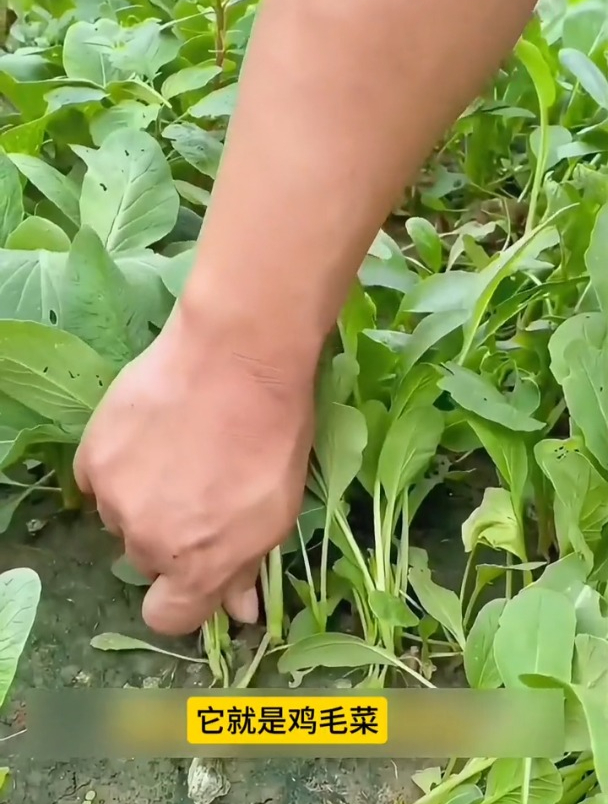 撒籽浇水3天发芽,口感比豆腐还嫩,它就是鸡毛菜!