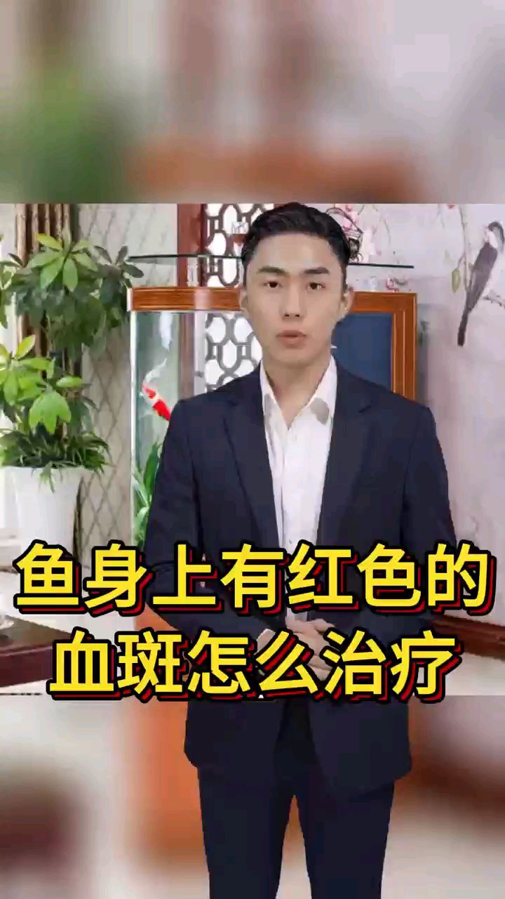 鱼身上有红色的血斑怎么治疗