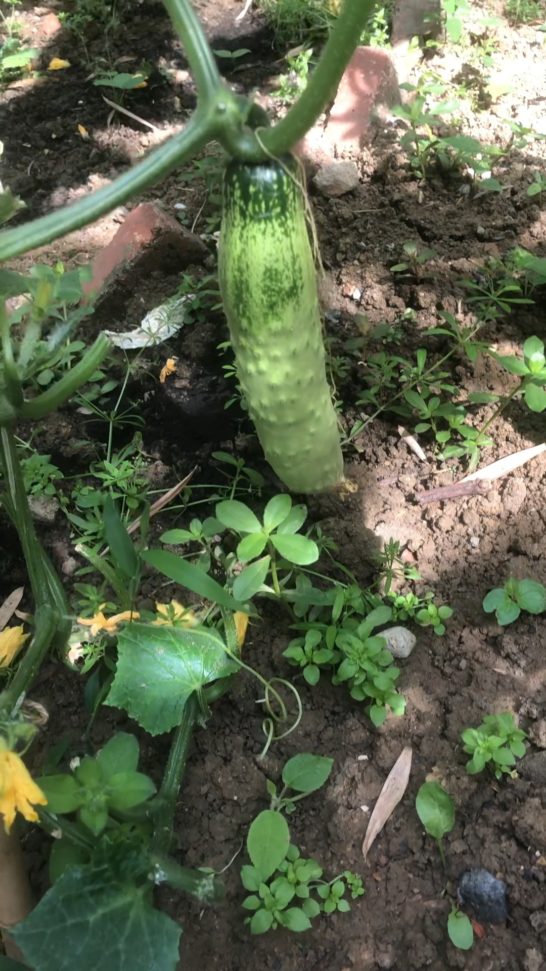 看今天小菜园的收获有哪些?从现在起每天都能采摘自种绿色蔬菜啦