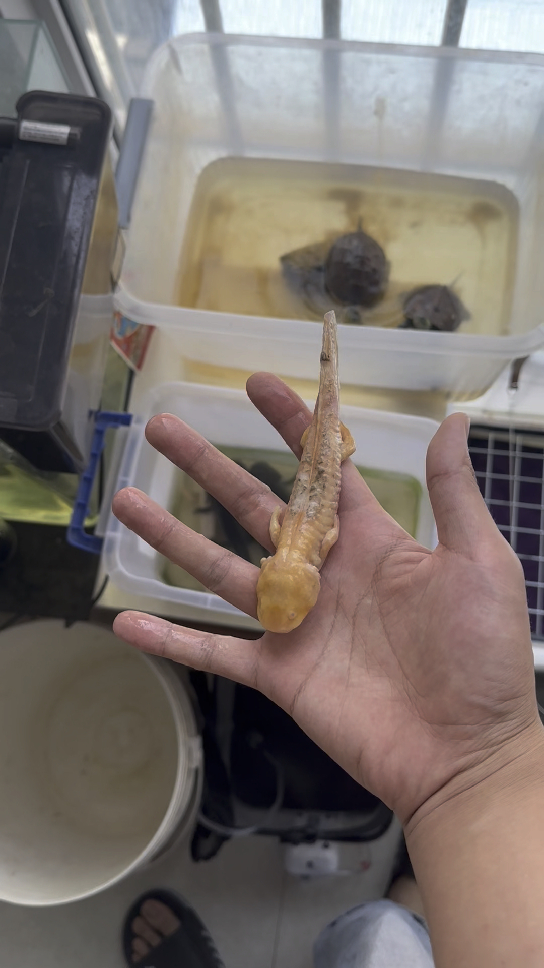 黄金六角恐龙鱼怎么变成这样了