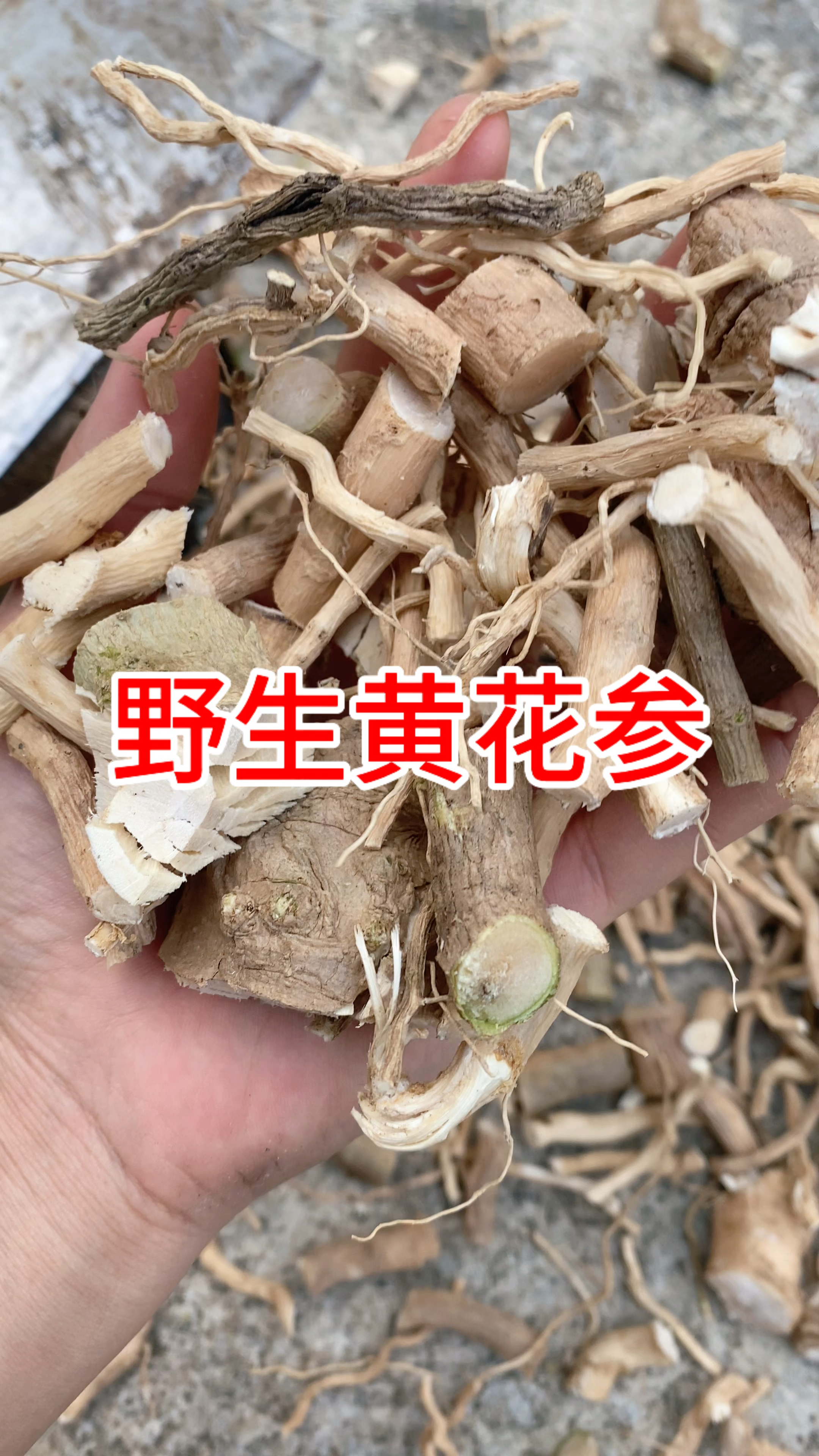 黄花倒水莲也叫黄花参、黄花远志、倒吊黄花,闽南地区叫它观音串