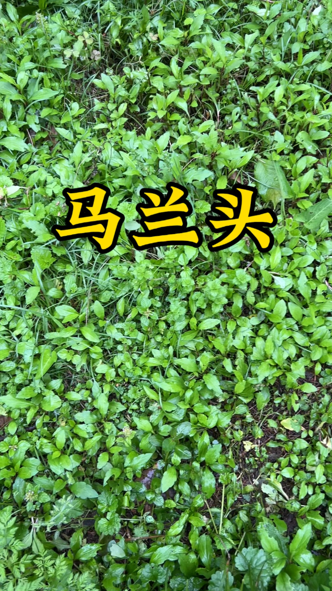 马兰头又名泥鳅菜,它有一股令人陶醉的清香味道!