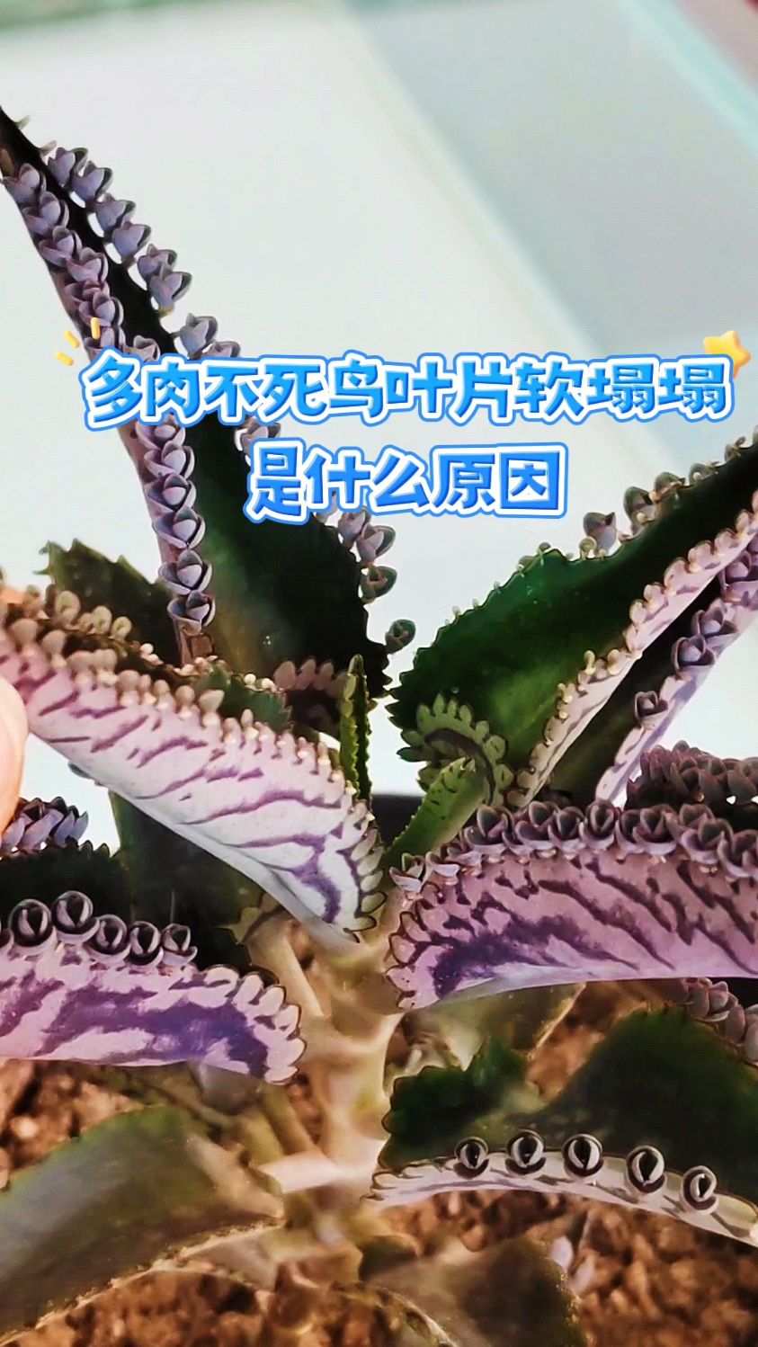 多肉不死鸟叶片软塌塌是什么原因?