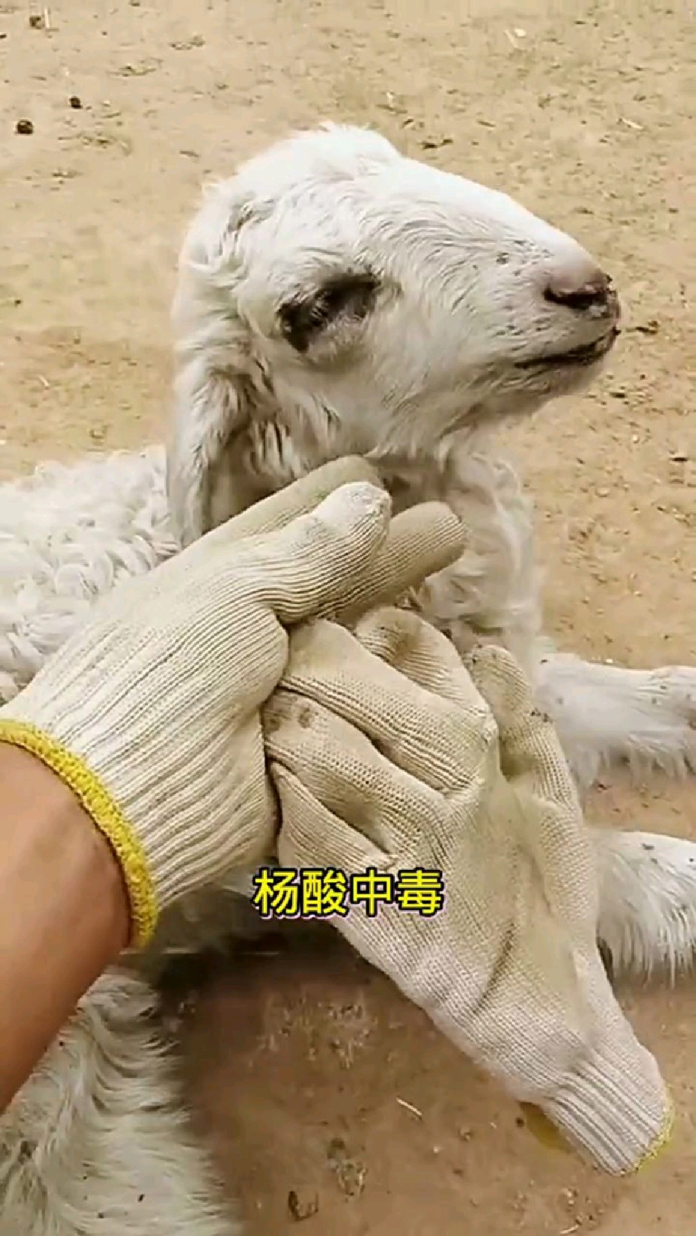 羊酸中毒有什么表现?