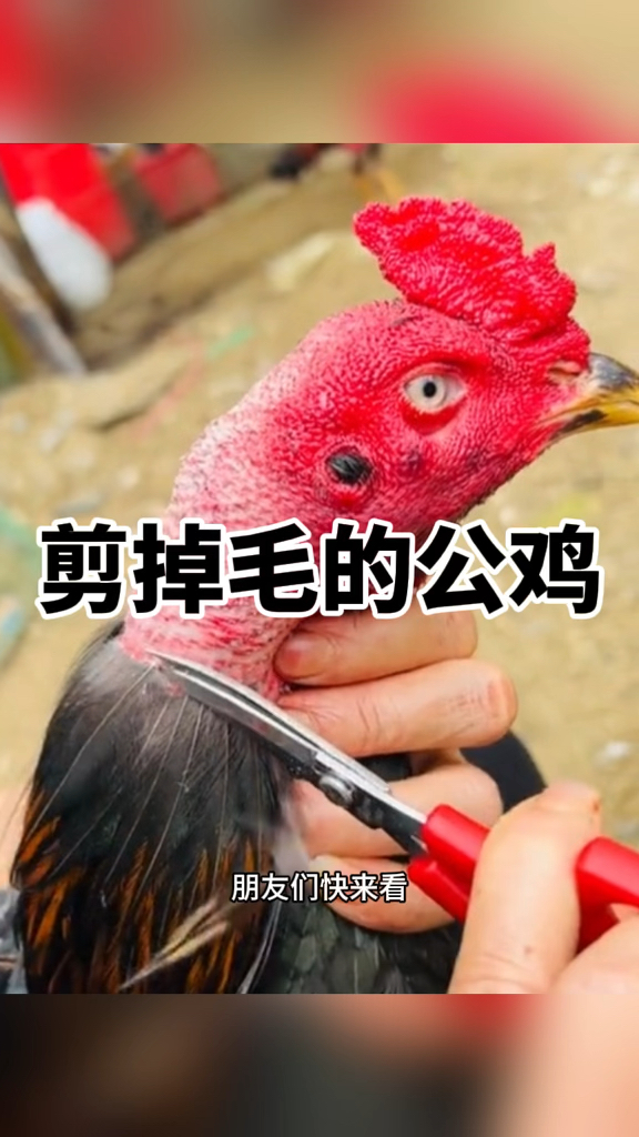 剪掉毛的公鸡,看着好霸气