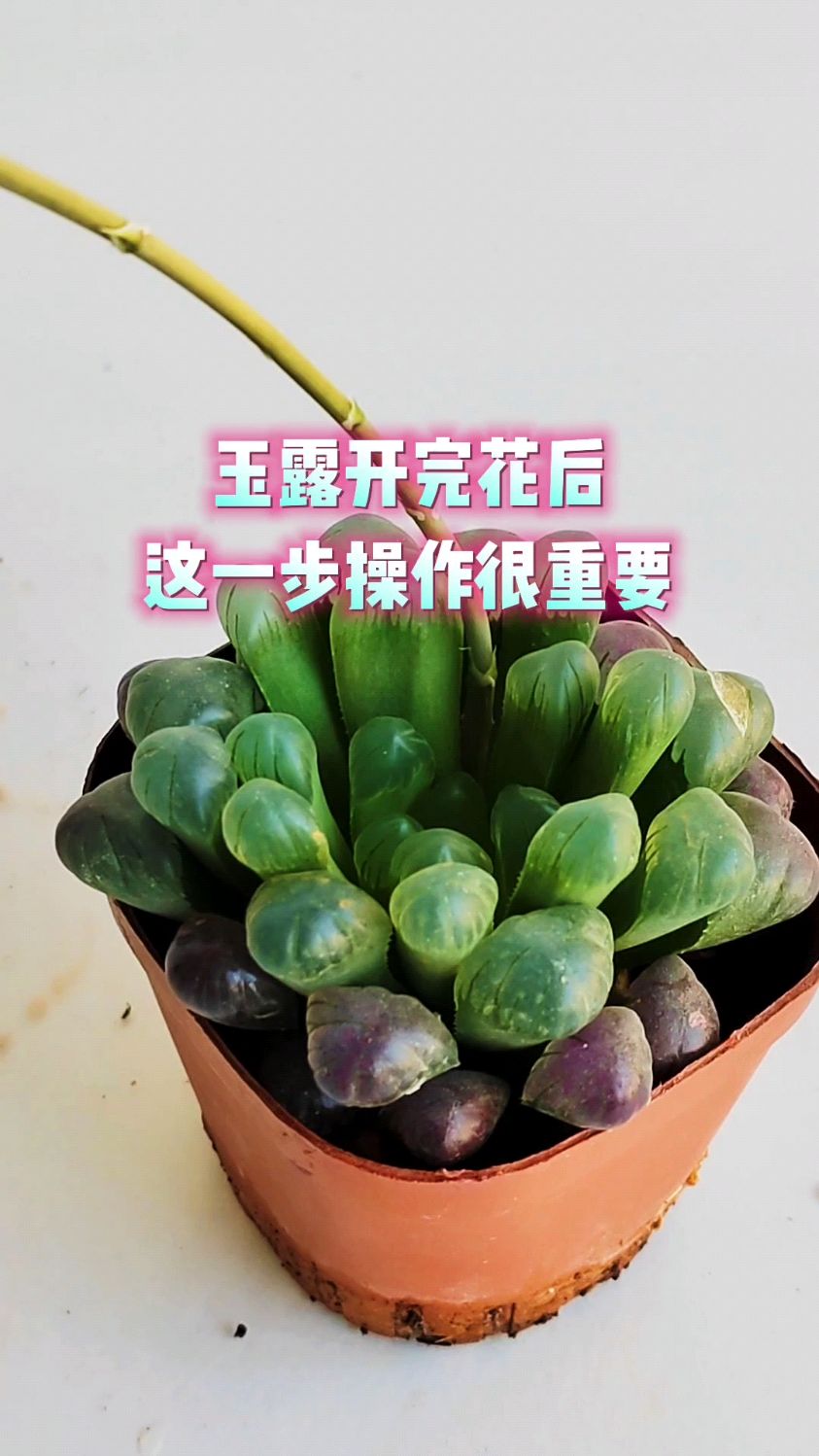玉露开完花后这一步操作很重要