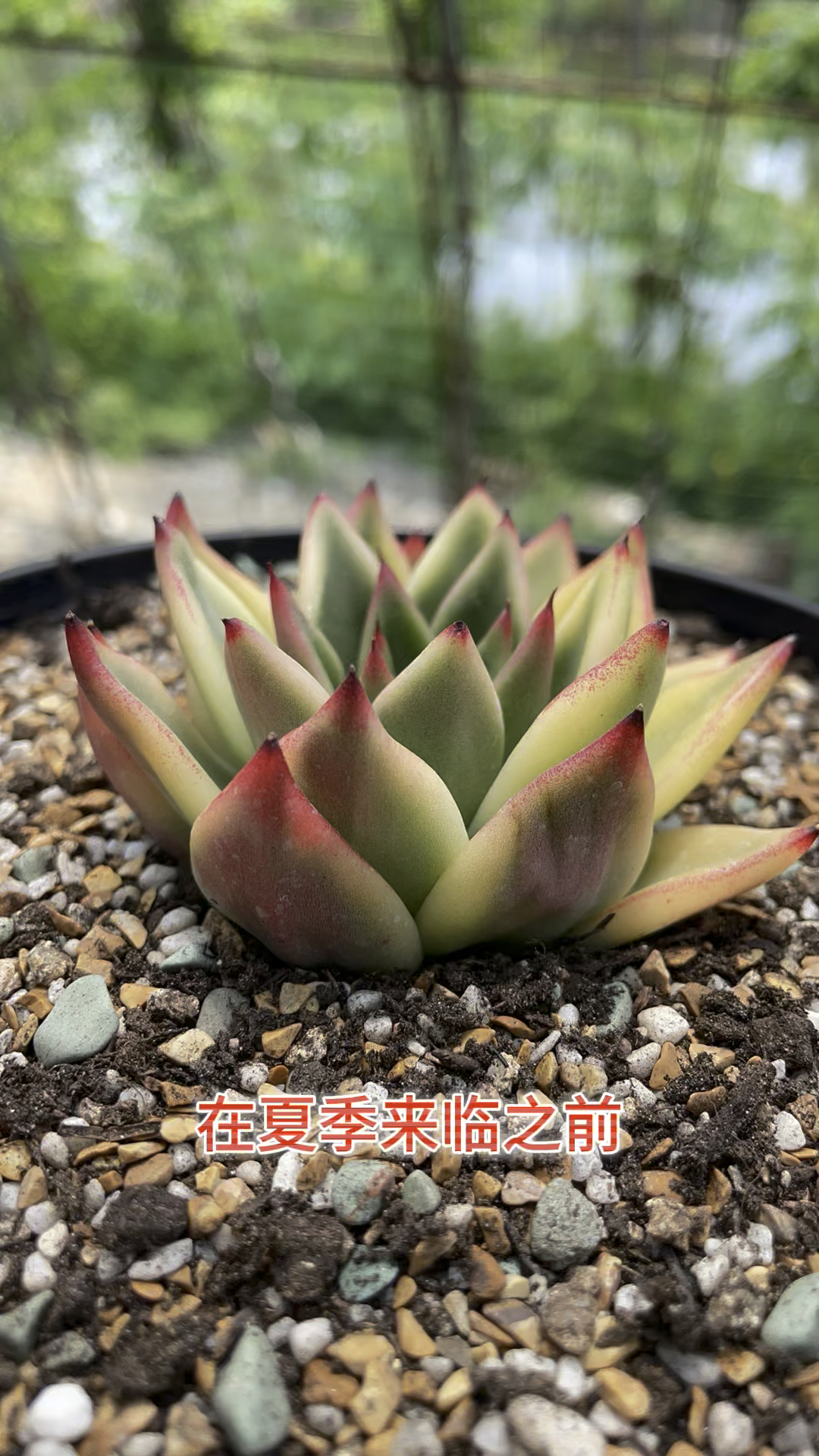 韩国高级锦肉,不是你想买就能买到,不过,还是强烈推荐养一颗,因为太高级#多肉植物