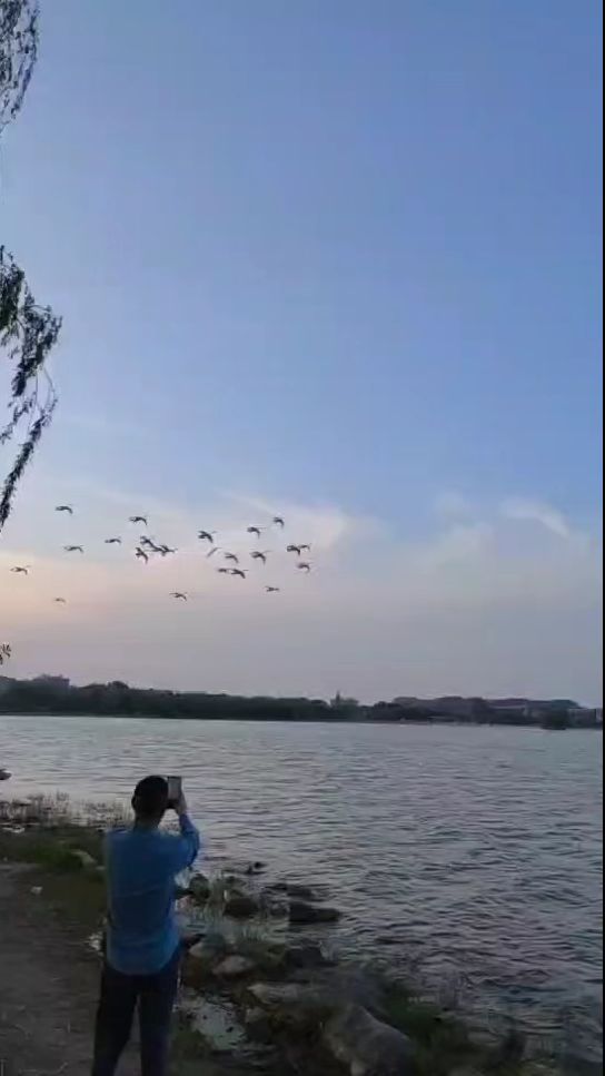 郑州龙湖疣鼻天鹅大面积飞翔还是第一次见,壮美