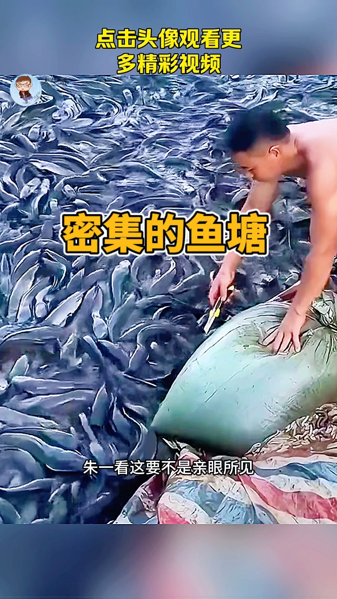 密集的鱼塘,里面的鱼太多了