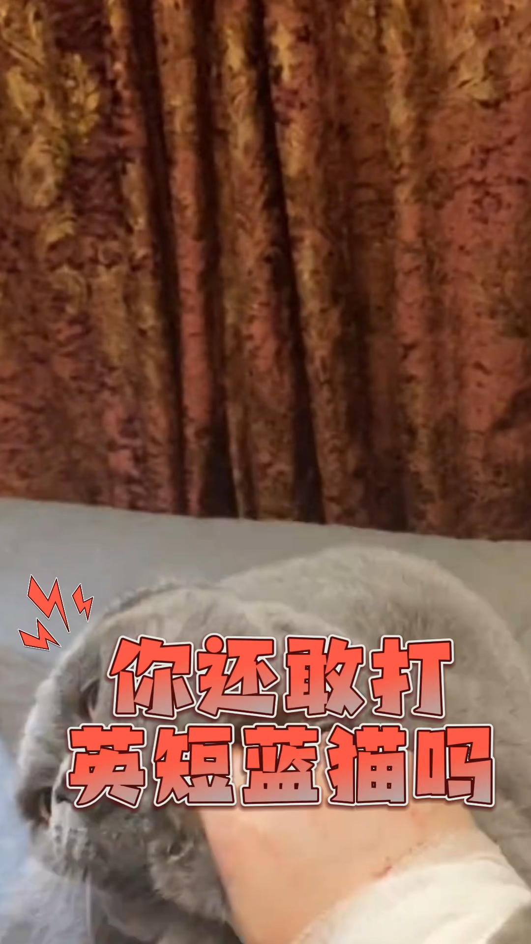 你还敢打英短蓝猫么