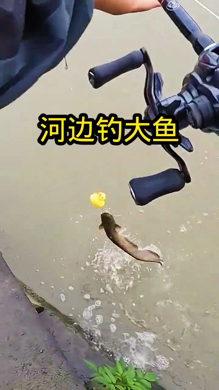 河边钓大鱼,厉害