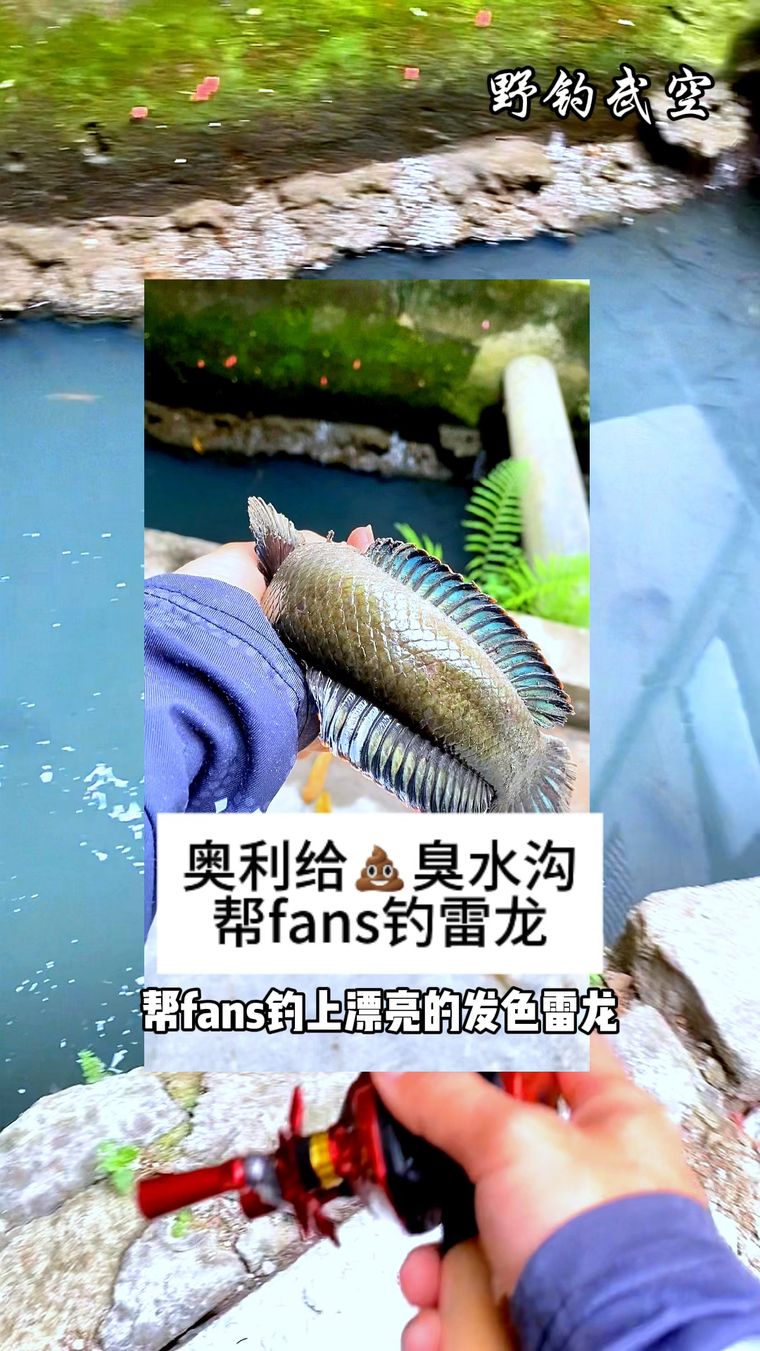 这条水沟有点臭,但钓的雷龙真的很漂亮