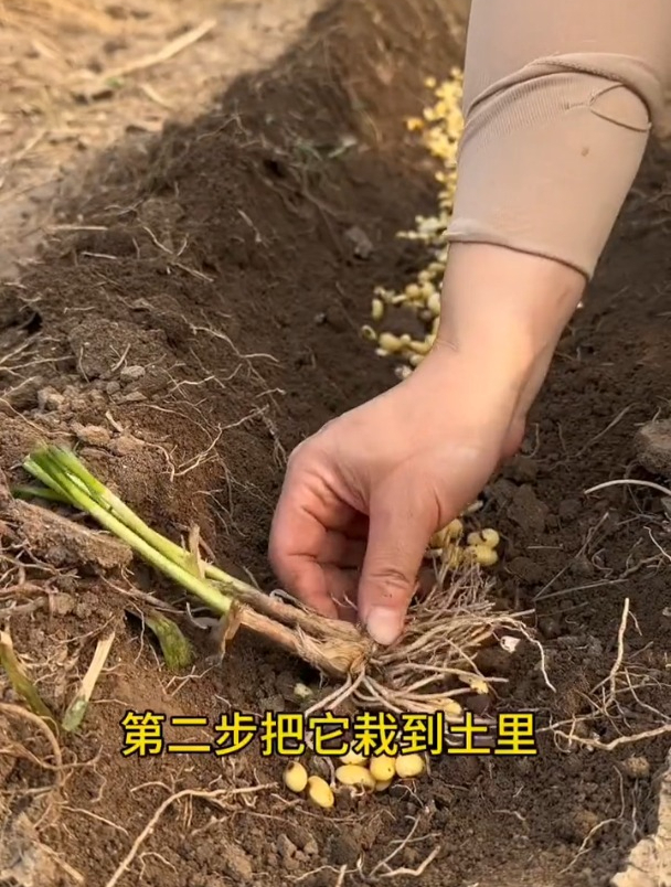 韭菜苗两年一移栽,移栽前这些事情要知晓!