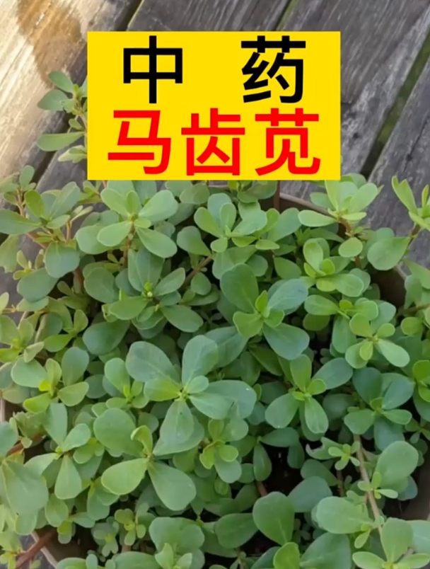 科普知识,中药材马齿苋