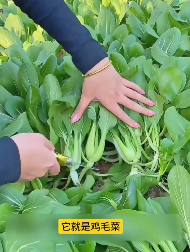 口感比豆腐还嫩,撒籽浇水长一大片,它就是鸡毛菜!