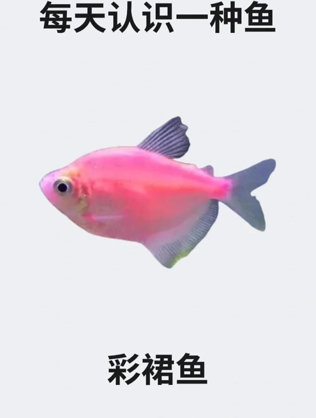 每天认识一种鱼之彩裙鱼