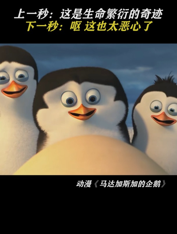 马达加斯加的企鹅:美妙的生命