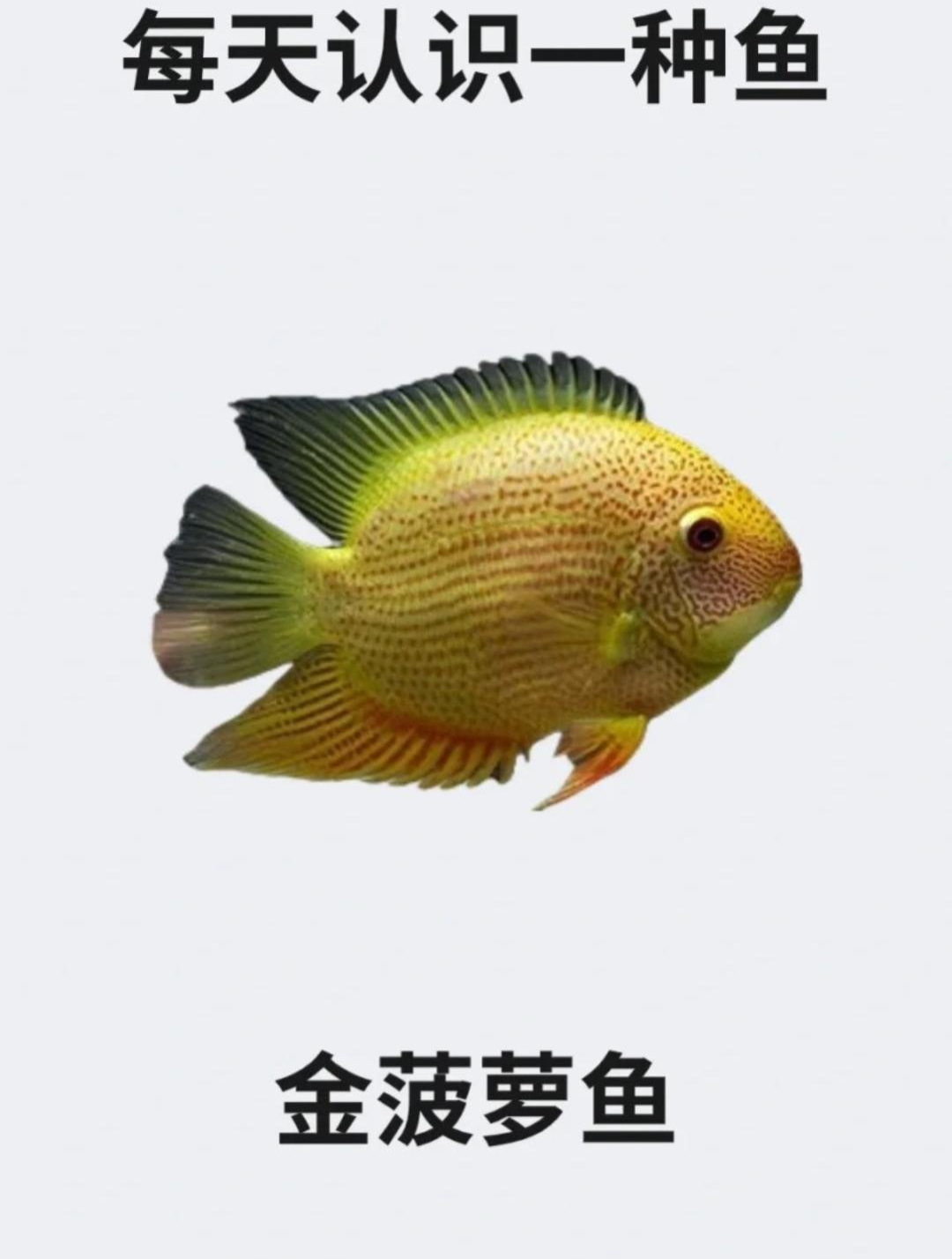 每天认识一种鱼之金菠萝鱼