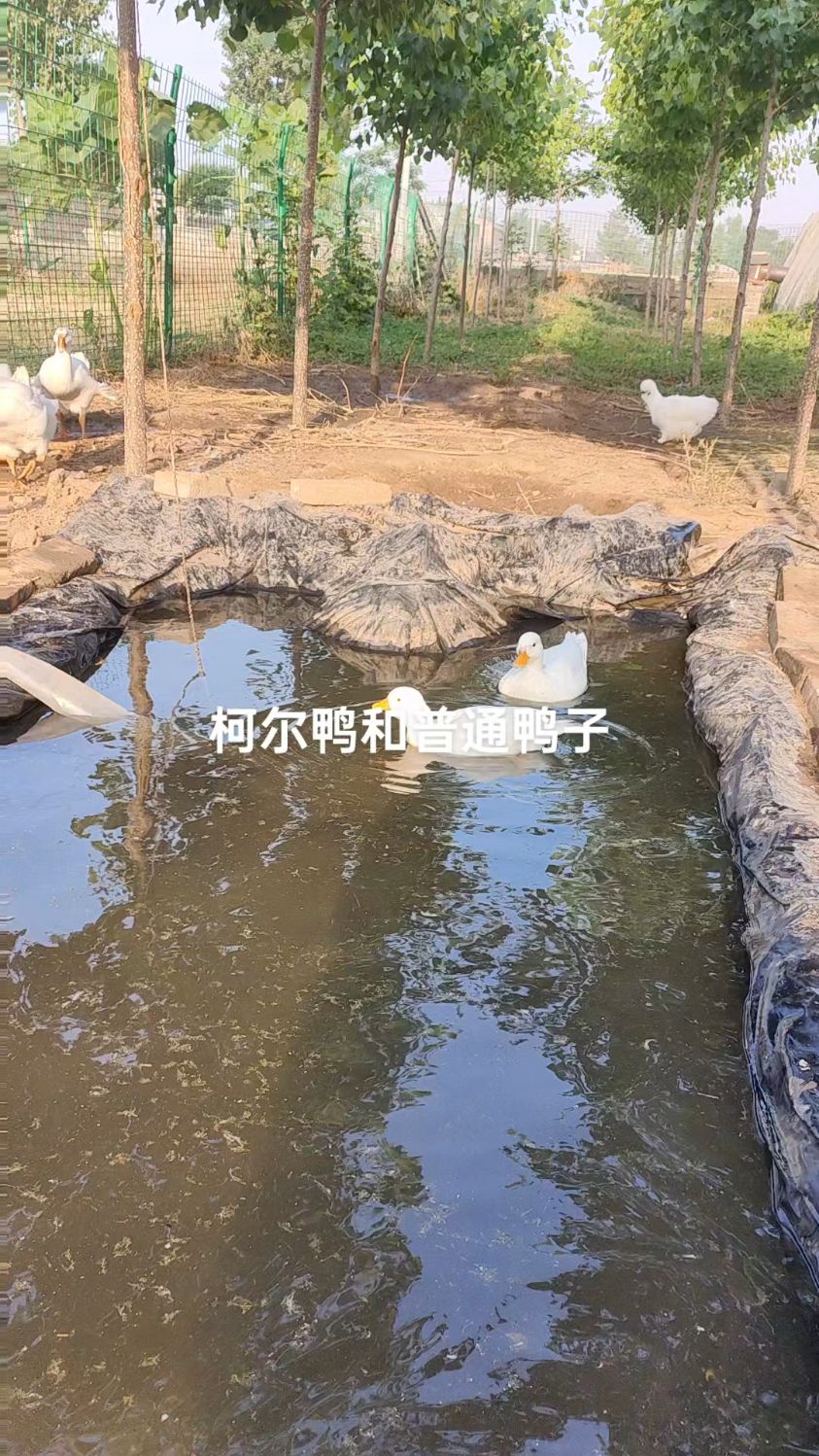 柯尔鸭体重2斤左右,普通鸭子体重3斤以上,柯尔鸭嘴巴短亲人