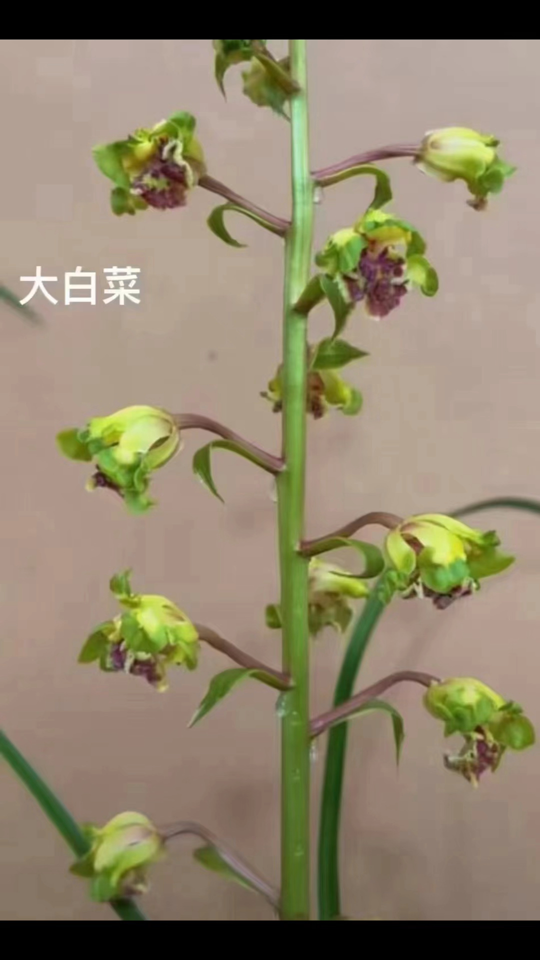 蕙兰·大白菜,非梅非荷非仙非素亦非奇。