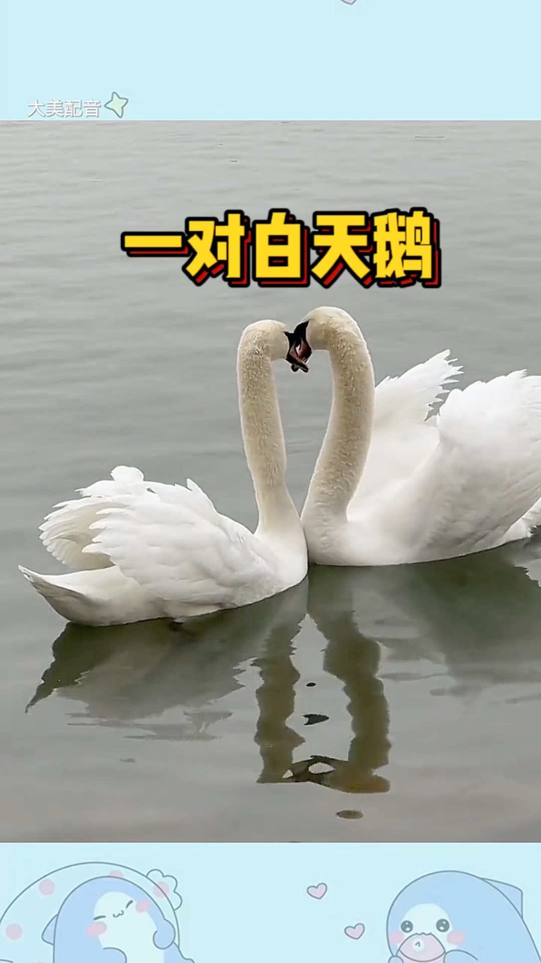 一对白天鹅,怎么区分公母呢?
