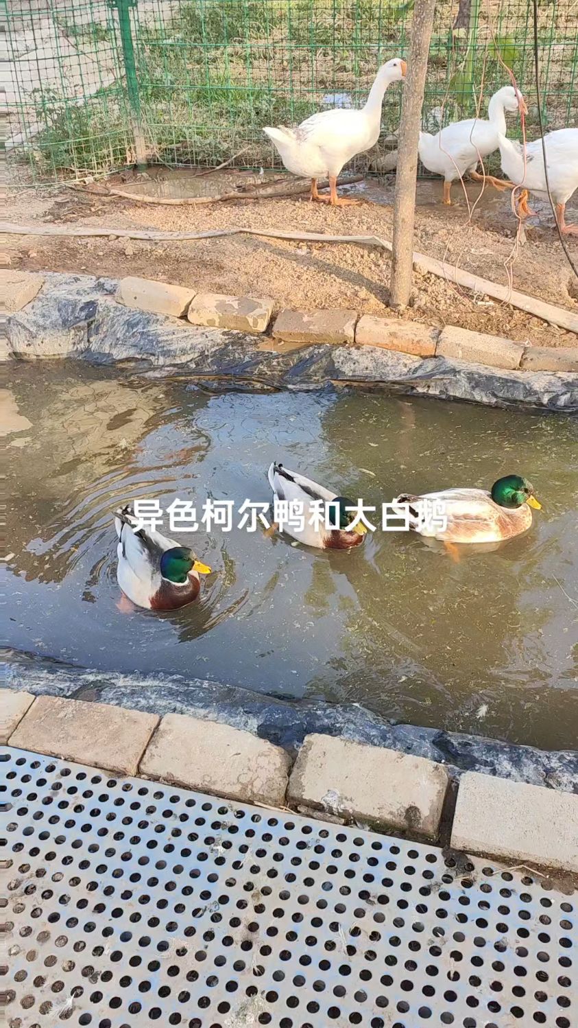 当你焦虑的时候,养只柯尔鸭吧,会让你瞬间安静下来