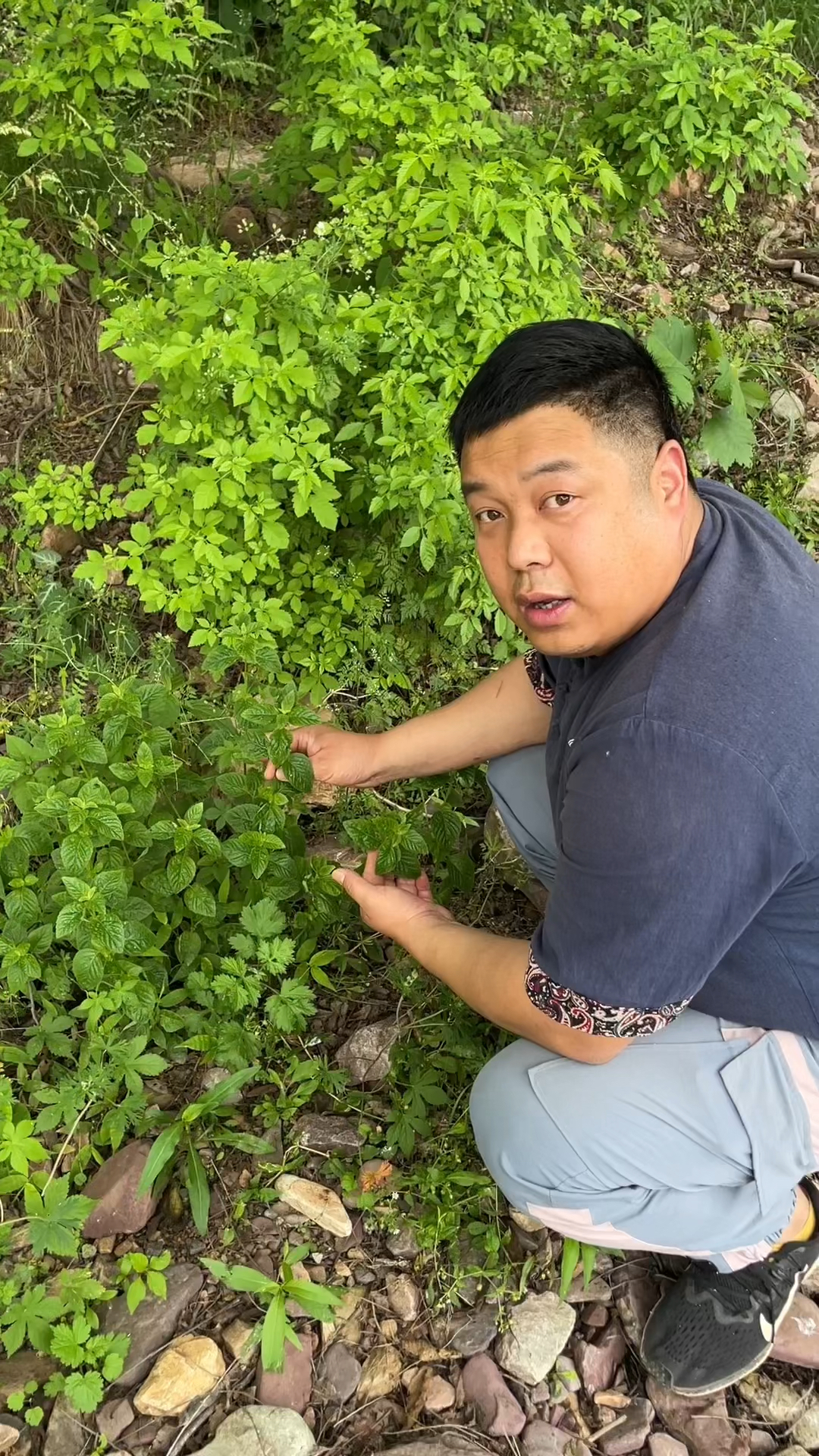 农村常见的「薄荷」别名也叫:鱼香草和夜息香