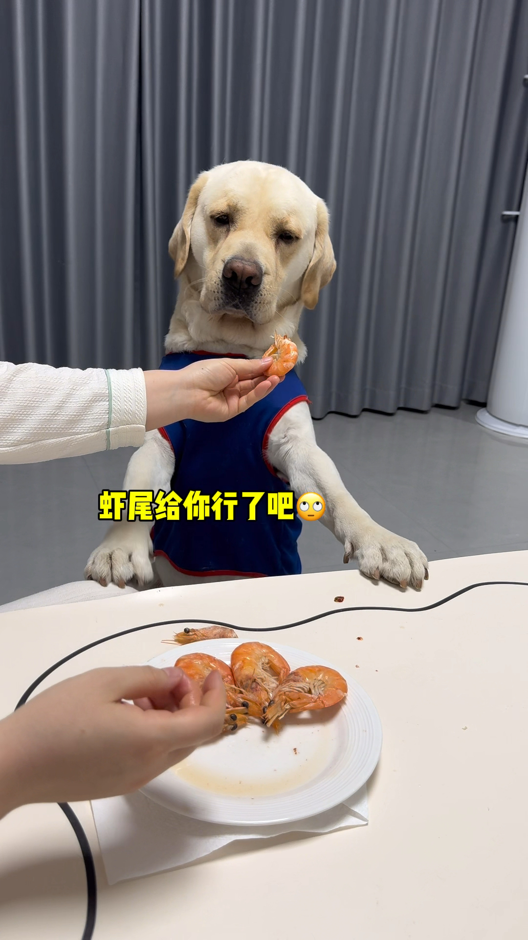 狗:老让我吃虾头、扎的嘴疼!