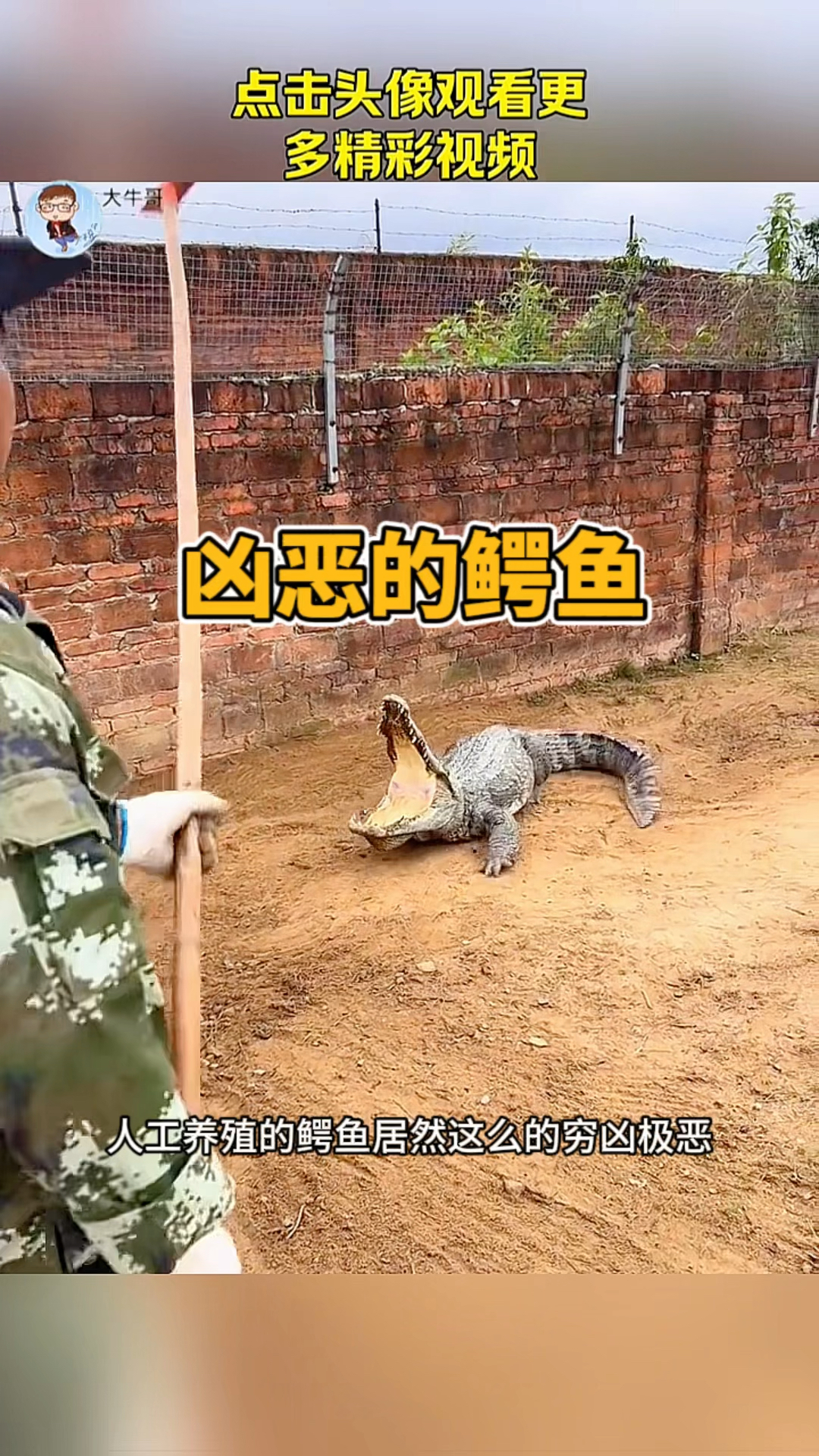 凶恶的鳄鱼,被铁锨打跑