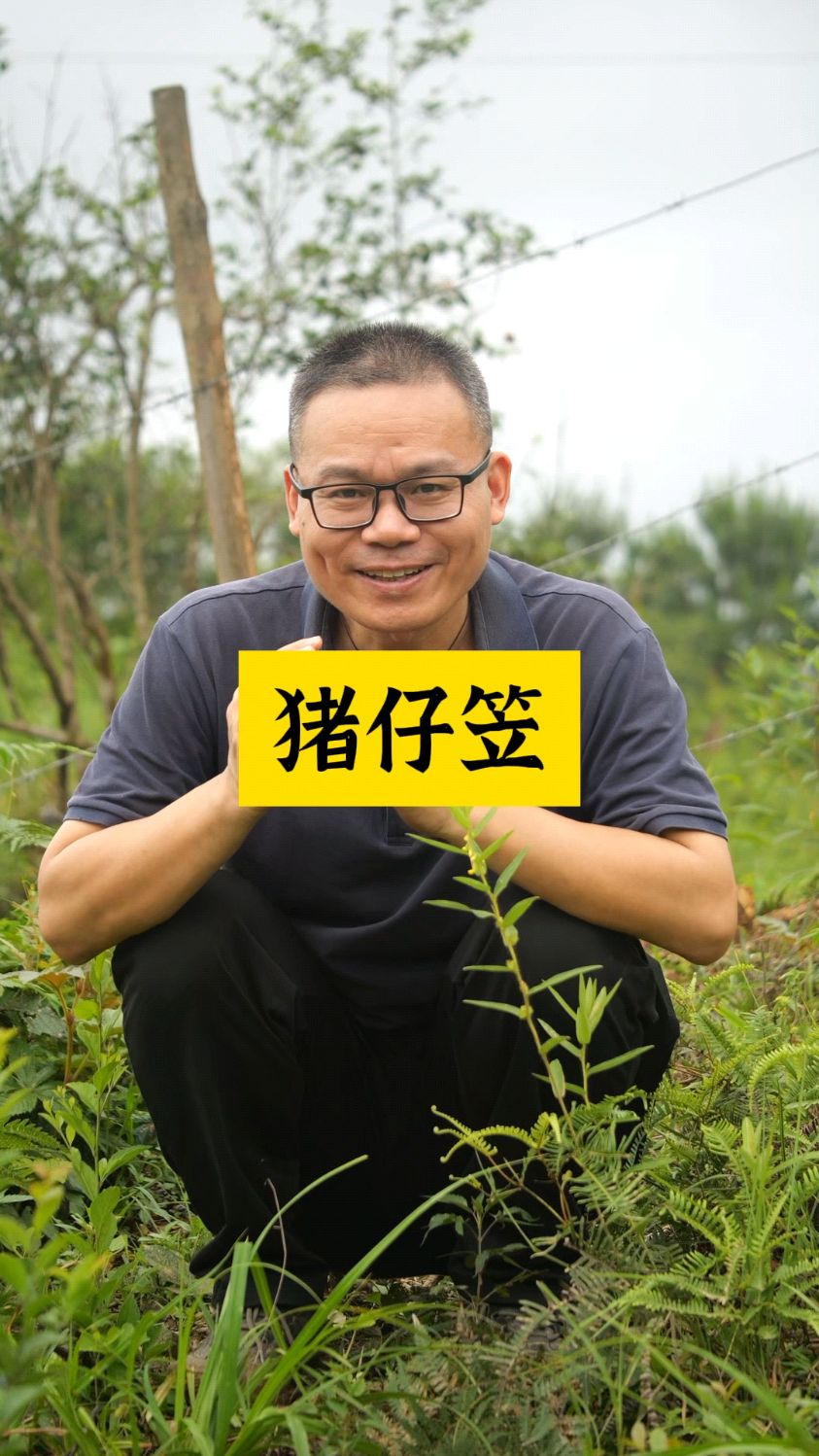 猪仔笠开花了,它有哪些用处?