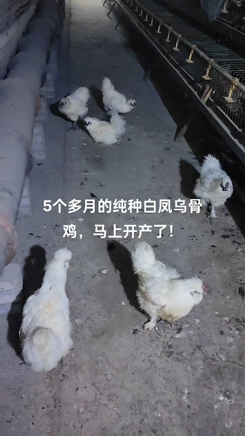 5个多月的白凤乌骨鸡马上开产了,有人需要吗?纯种泰和乌骨鸡