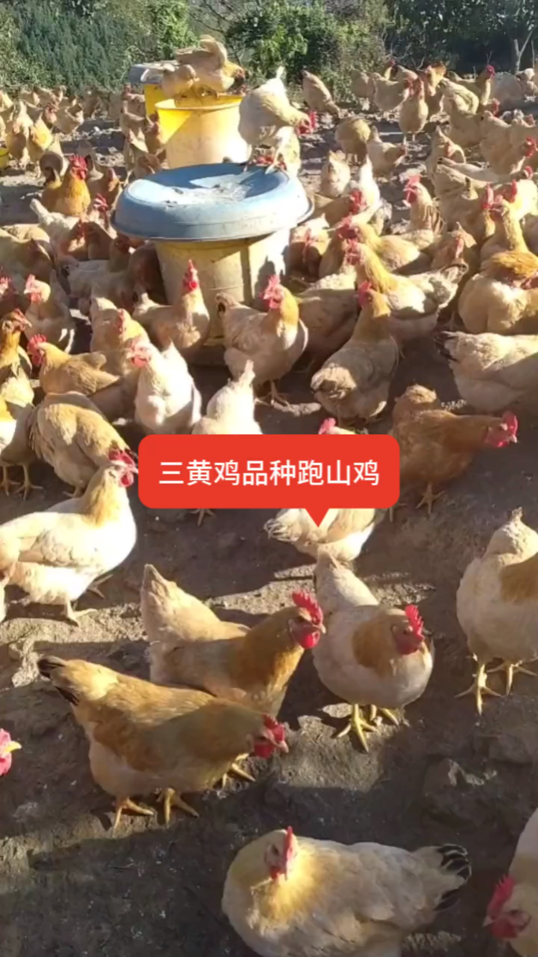 三黄鸡品种跑山鸡在山头溜达