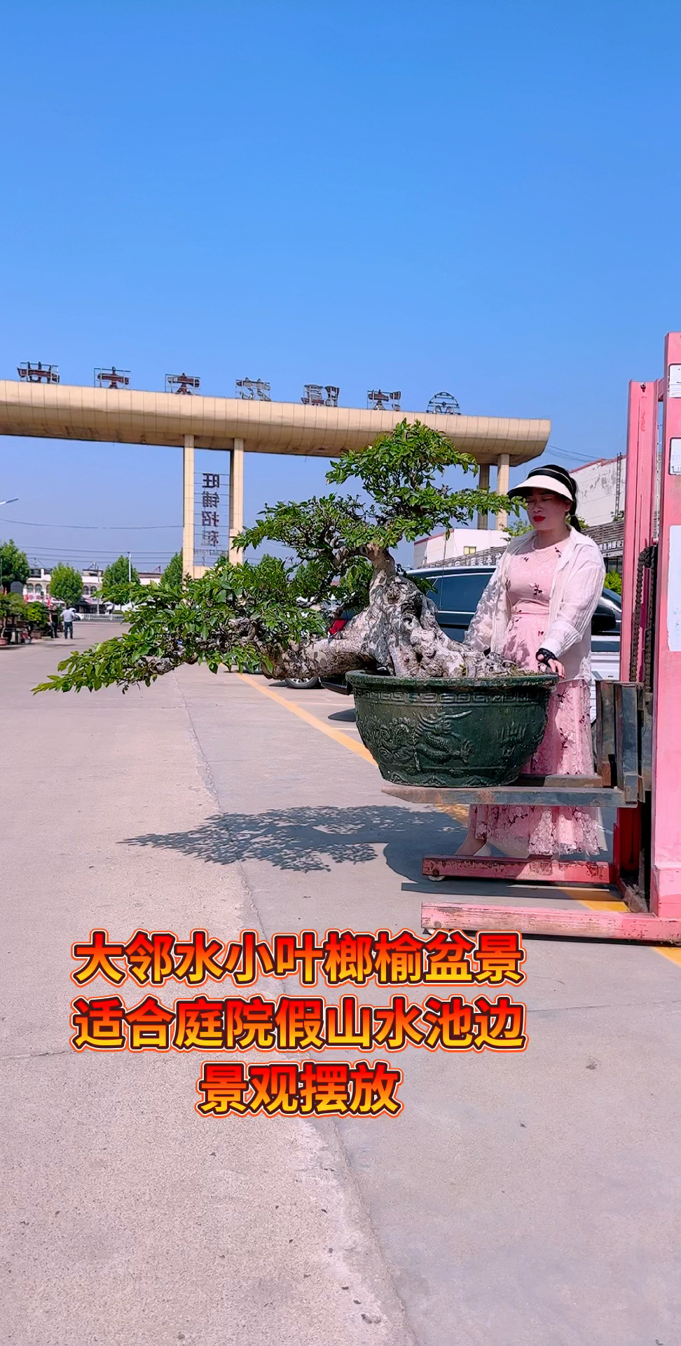 临水老桩小叶榔榆盆景,高档庭院假山景观首选,家养榆树贵人相助