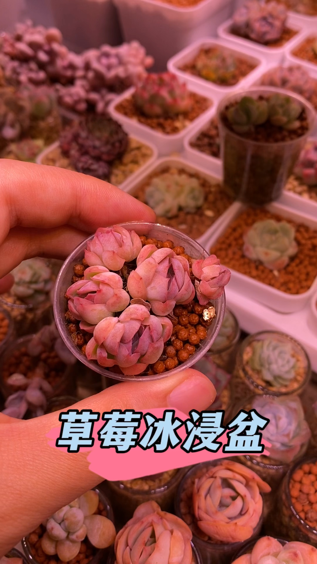 多肉草莓冰浸盆!