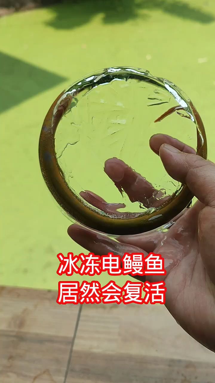 冰冻电鳗鱼会复活吗