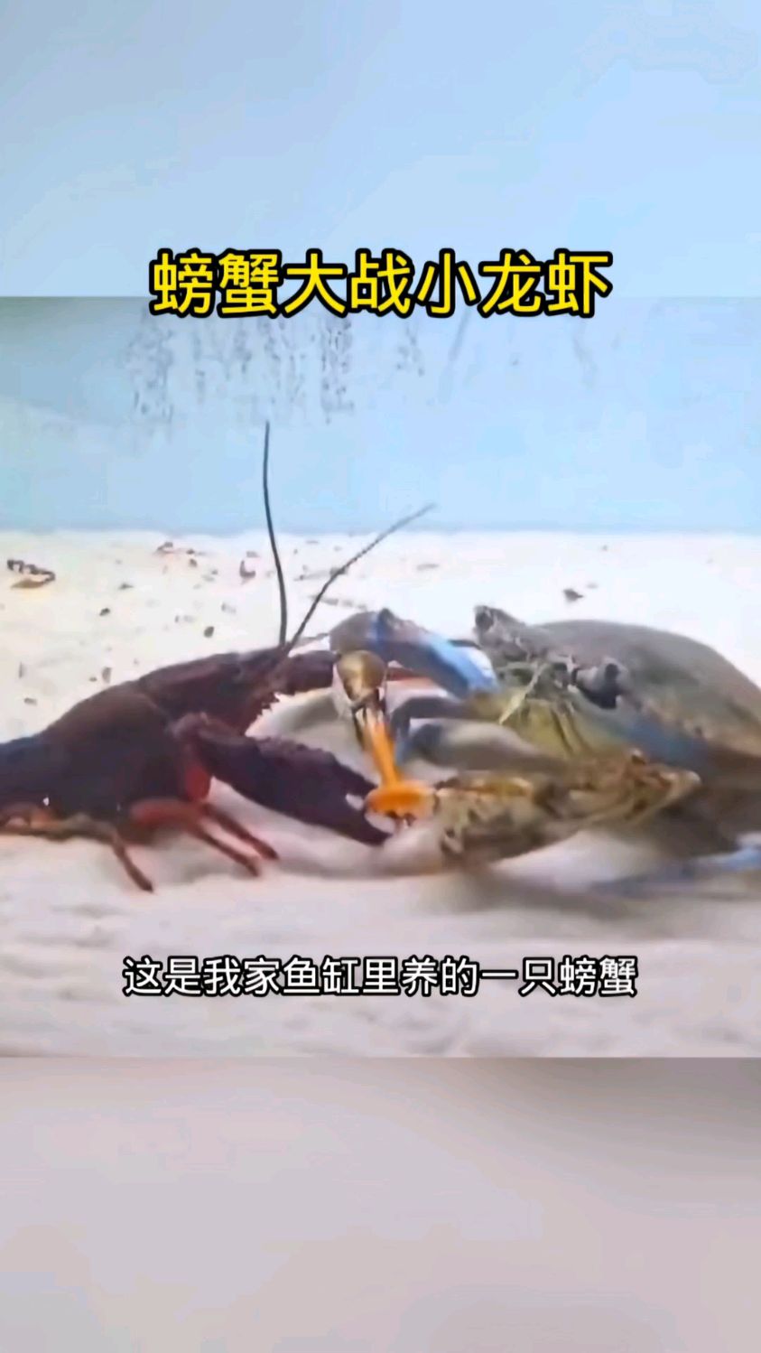 螃蟹大战小龙虾,实力悬殊太大了