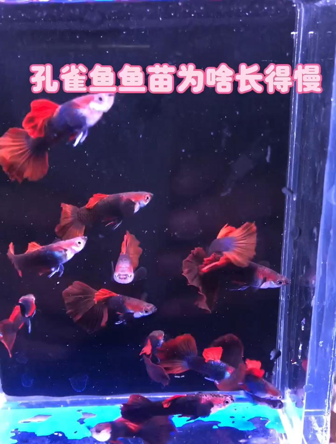 为什么你的孔雀鱼苗长得那么慢