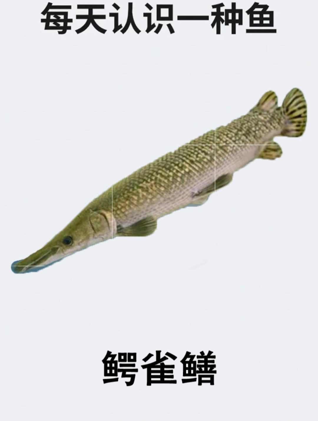 每天认识一种鱼之鳄雀鳝