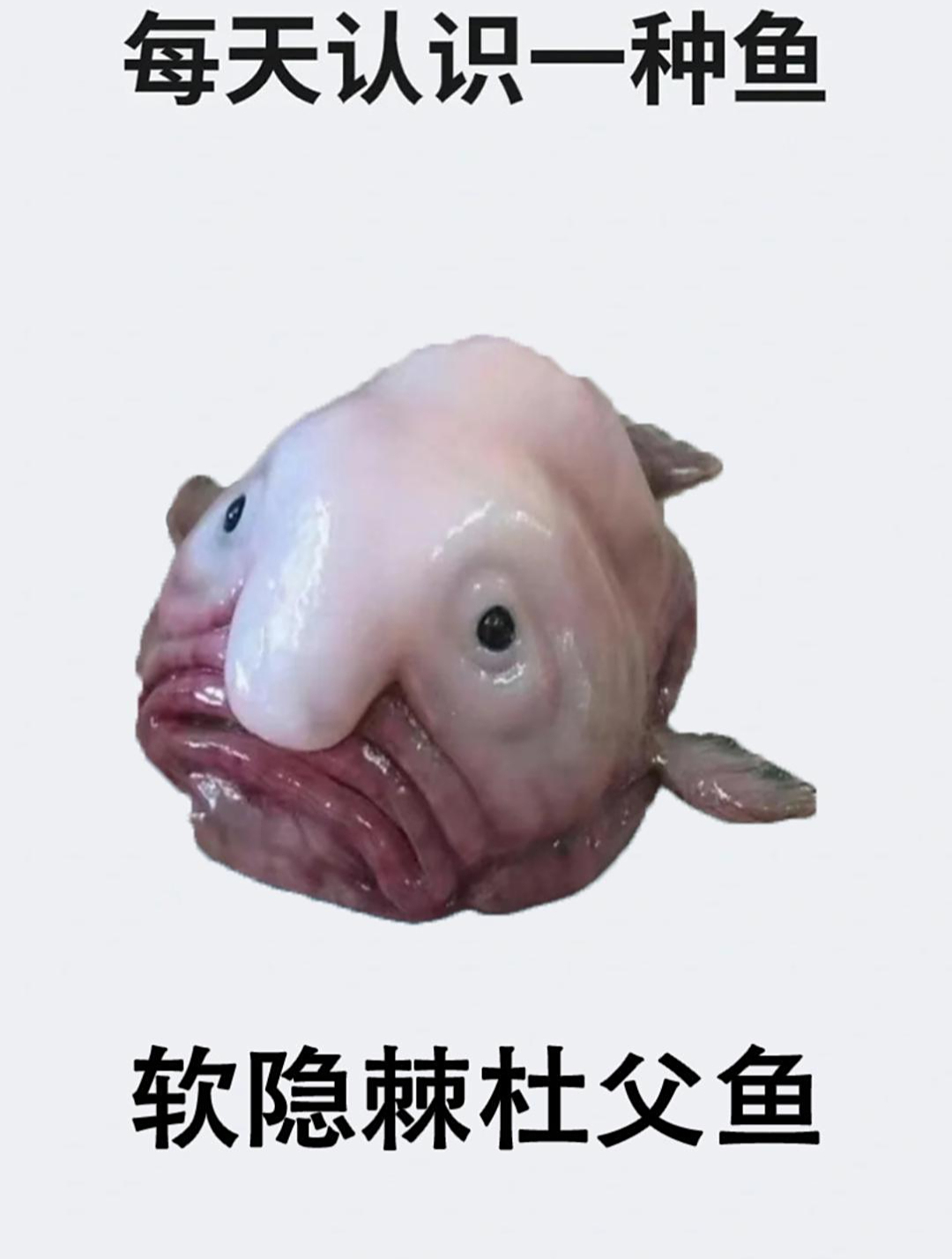 每天认识一种鱼之软隐棘杜父鱼