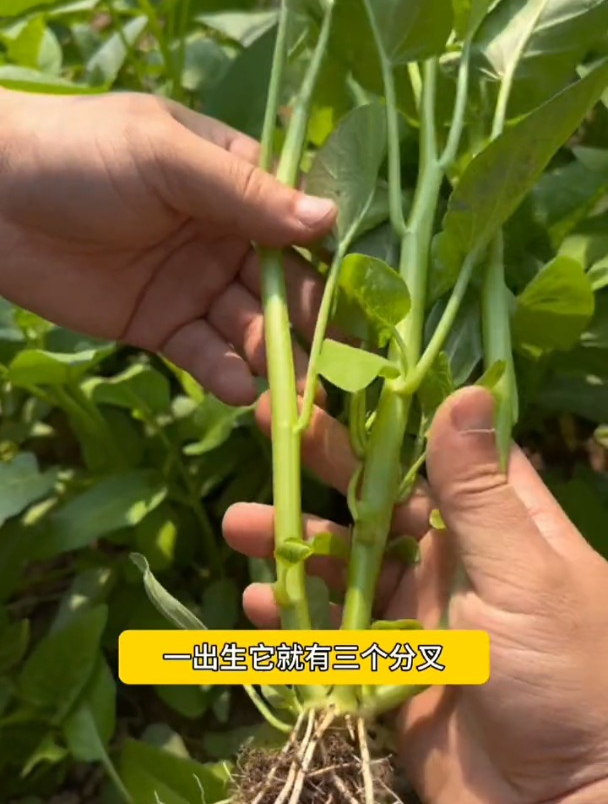又一个空心菜新品种,单株开出“三个叉”,生长快,种的人不多!