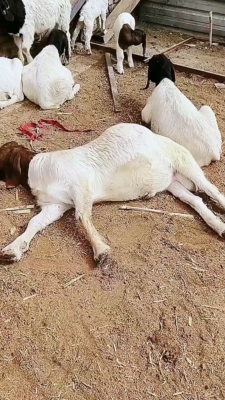 羊涨肚子怎么办?