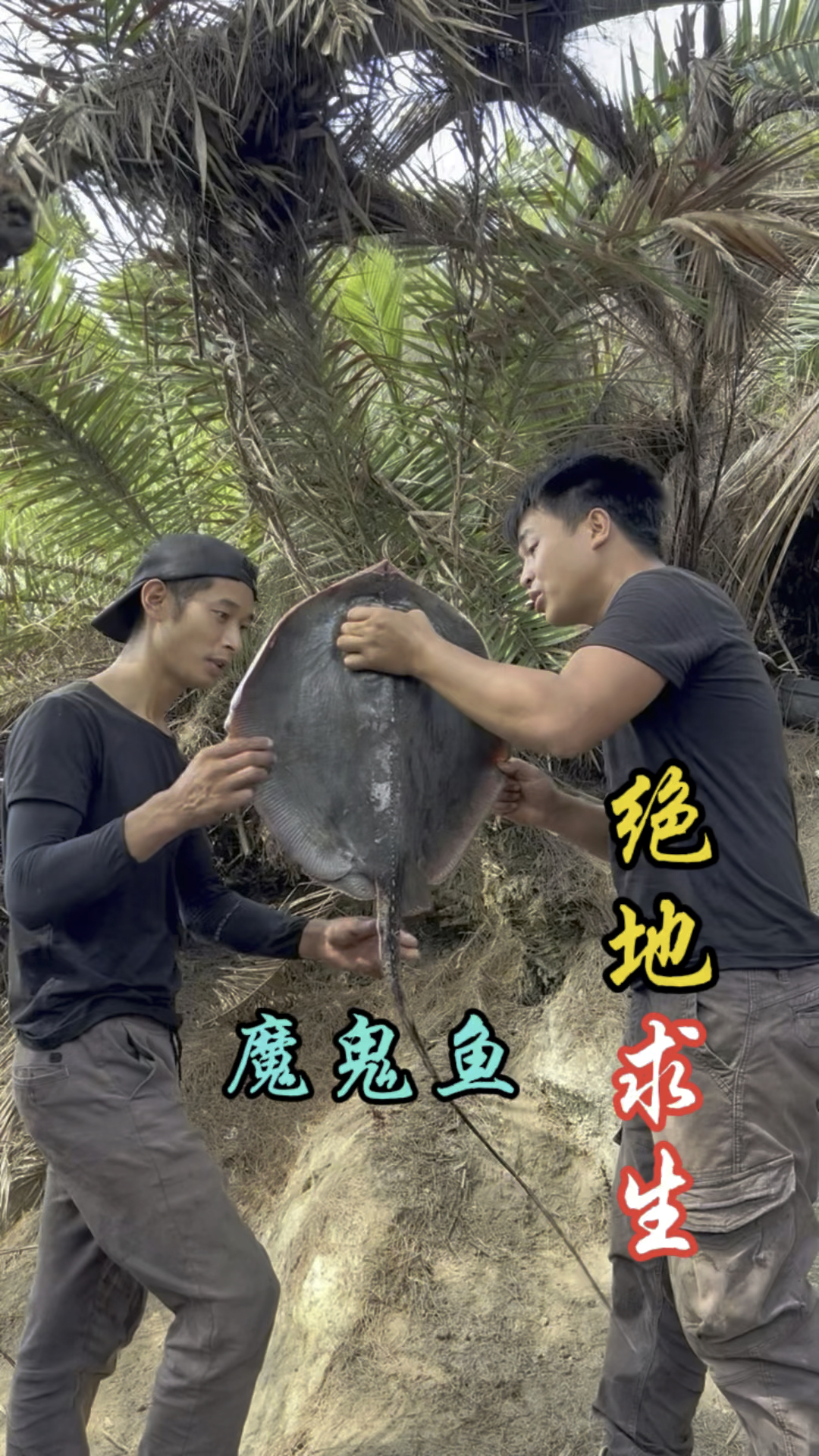 这岛上的腰果全部成熟了 希望我们魔鬼鱼 打的窝 明天能有所收获