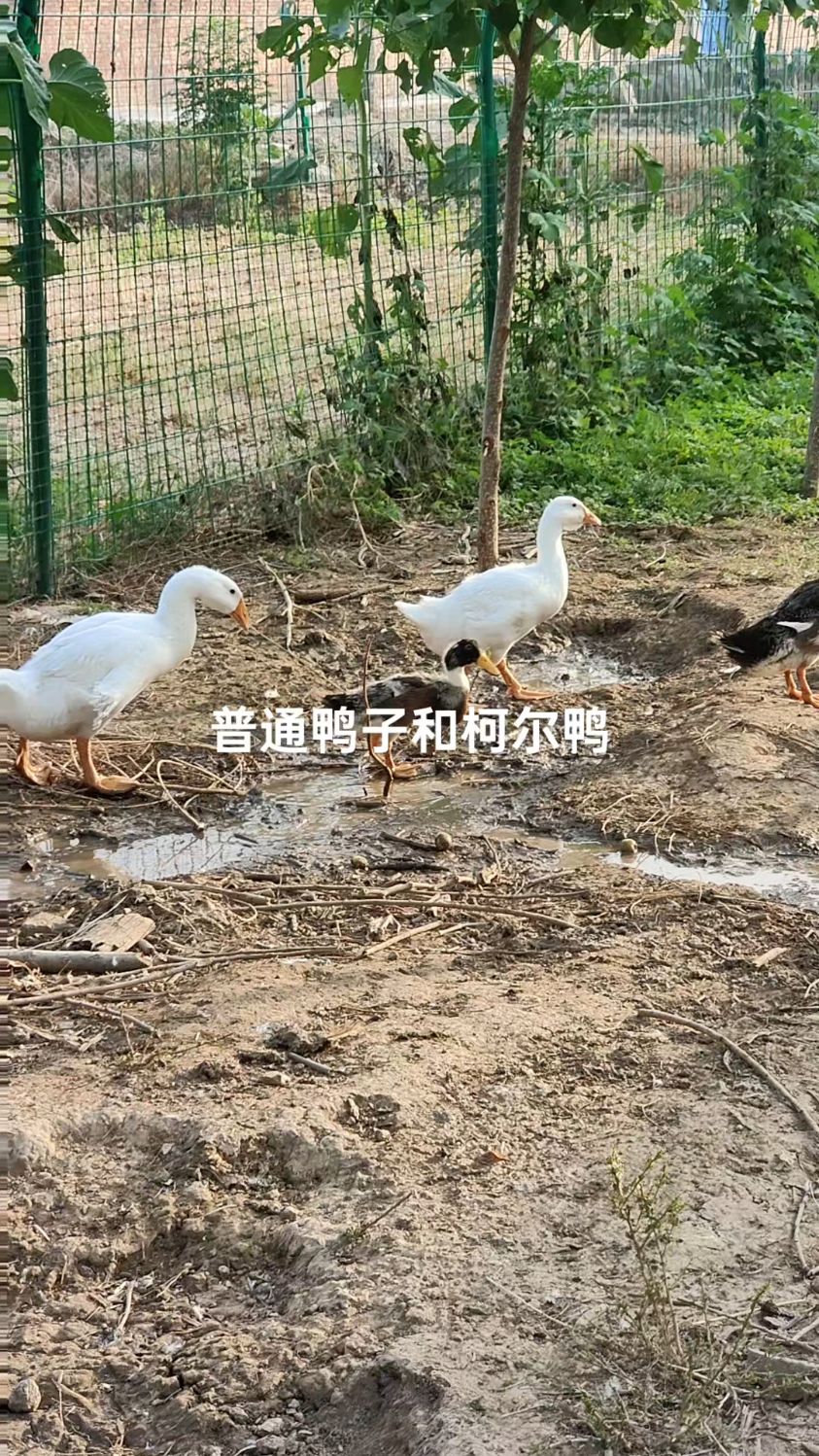 养了柯尔鸭以后,总感觉普通鸭子的嘴巴太长,像在催喇叭