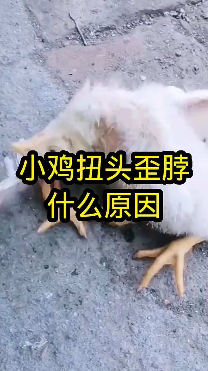 小鸡扭脖子什么原因?